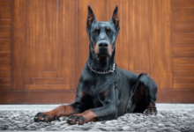 Are European Doberman Puppies for Sale Harder to Train?