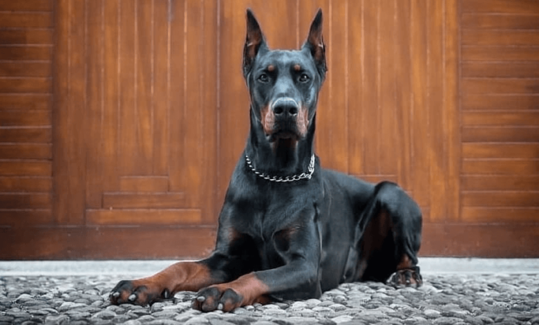 Are European Doberman Puppies for Sale Harder to Train?