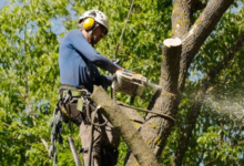 How Much Does Tree Removal Cost? A Real-World Price Breakdown