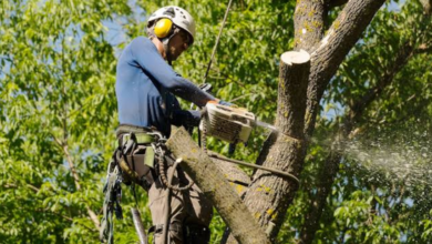 How Much Does Tree Removal Cost? A Real-World Price Breakdown