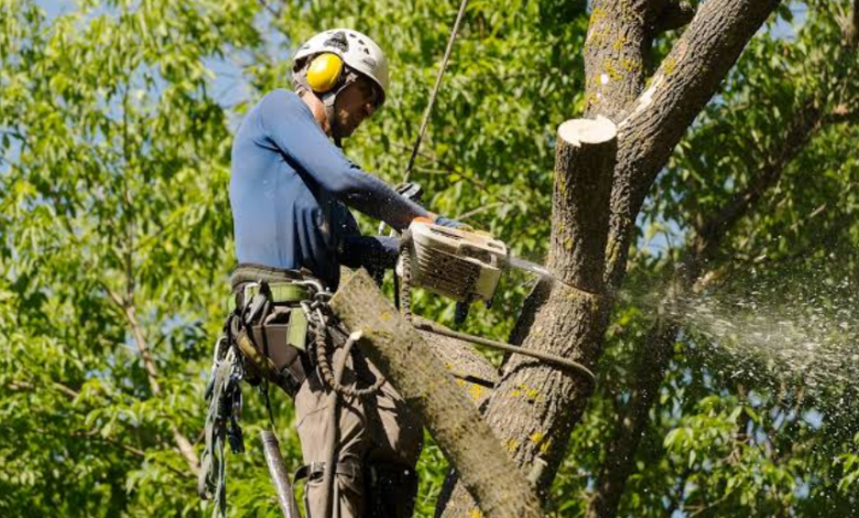 How Much Does Tree Removal Cost? A Real-World Price Breakdown